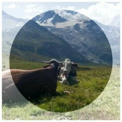 Lunettes De Soleil Vuarnet Edge Regular Ecaille Pure Grey -Surfen Geschäft 9960c8dc44dadd0278a864f40260229cebaa42d3 E22VUARLUN219598 VUAR0637049 902